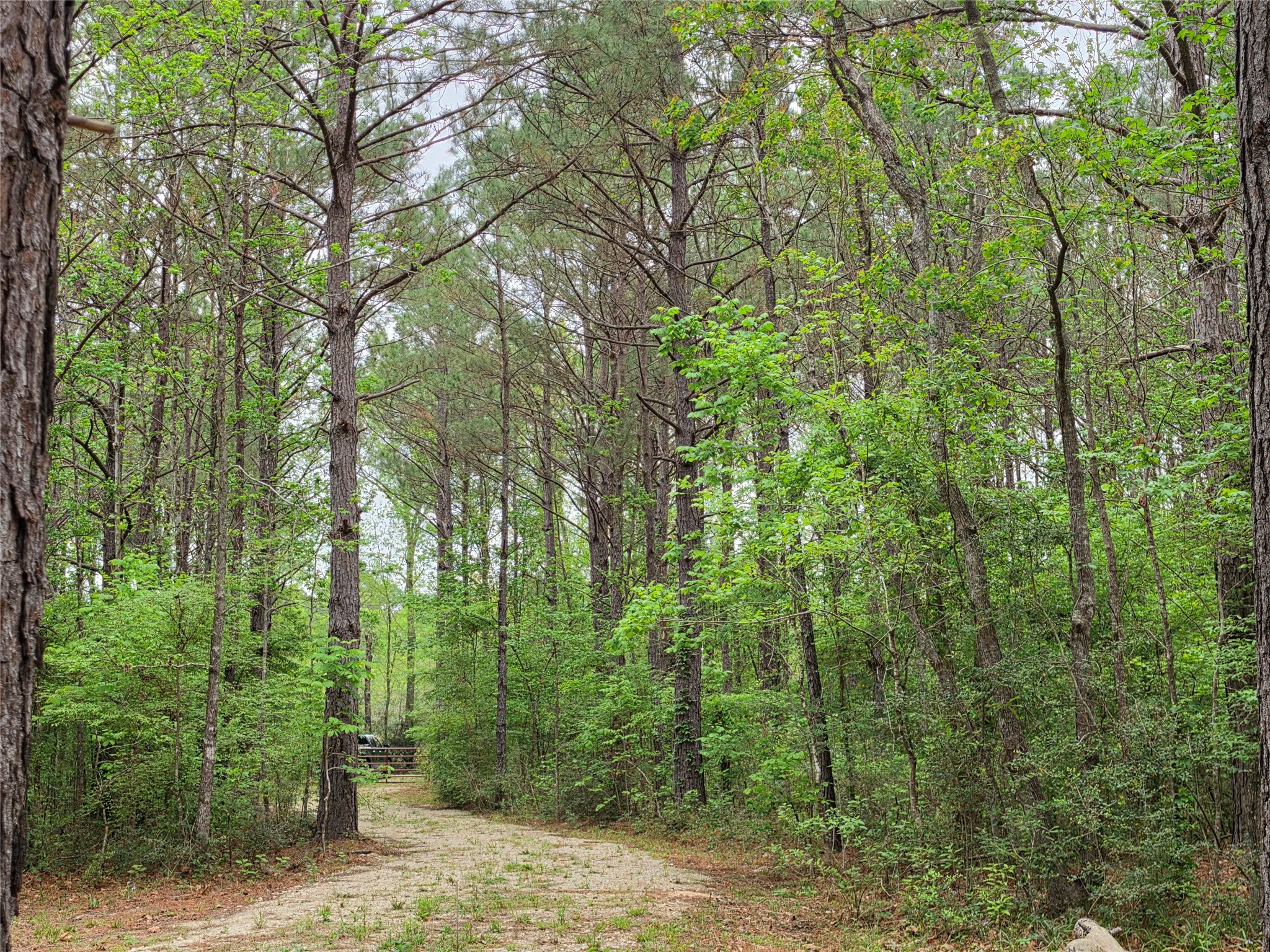186 Blythe Road Lufkin, TX 75901 - Photo 25 of 29 a view of a forest with trees