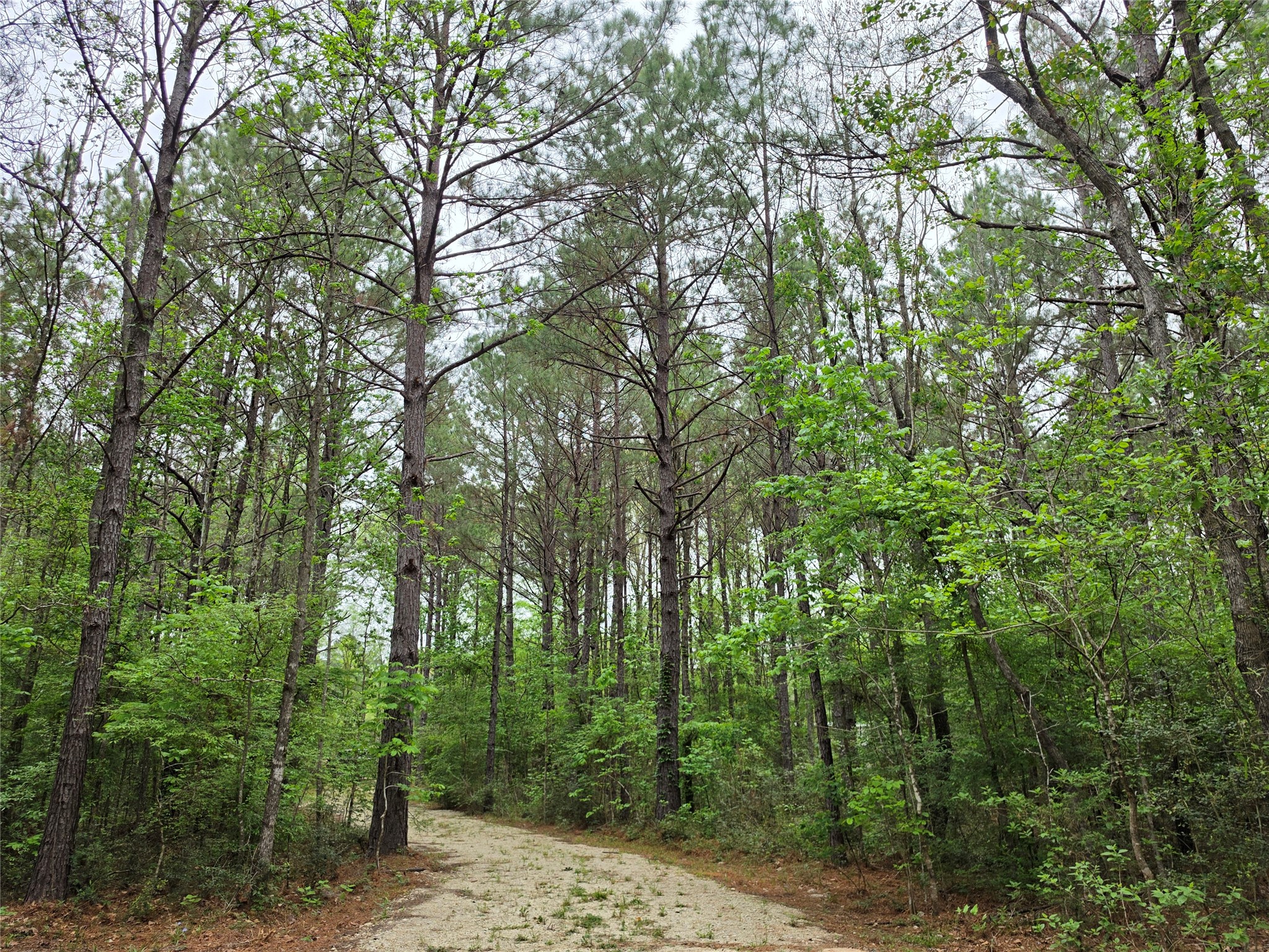 186 Blythe Road Lufkin, TX 75901 - Photo 27 of 29 a view of a forest with trees in front of it