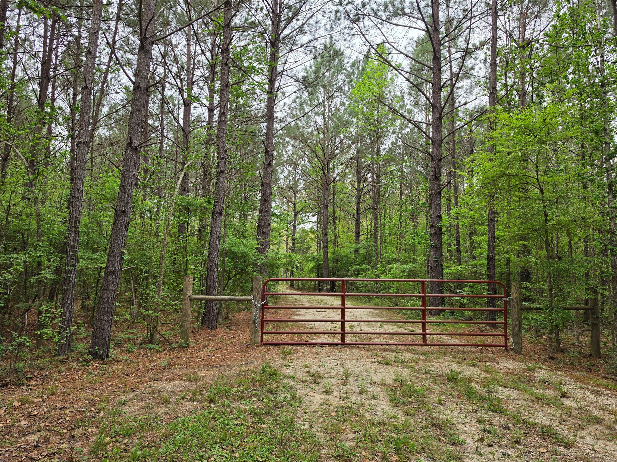 186 Blythe Road Lufkin, TX 75901 - Photo 28 of 29 a view of backyard with green space