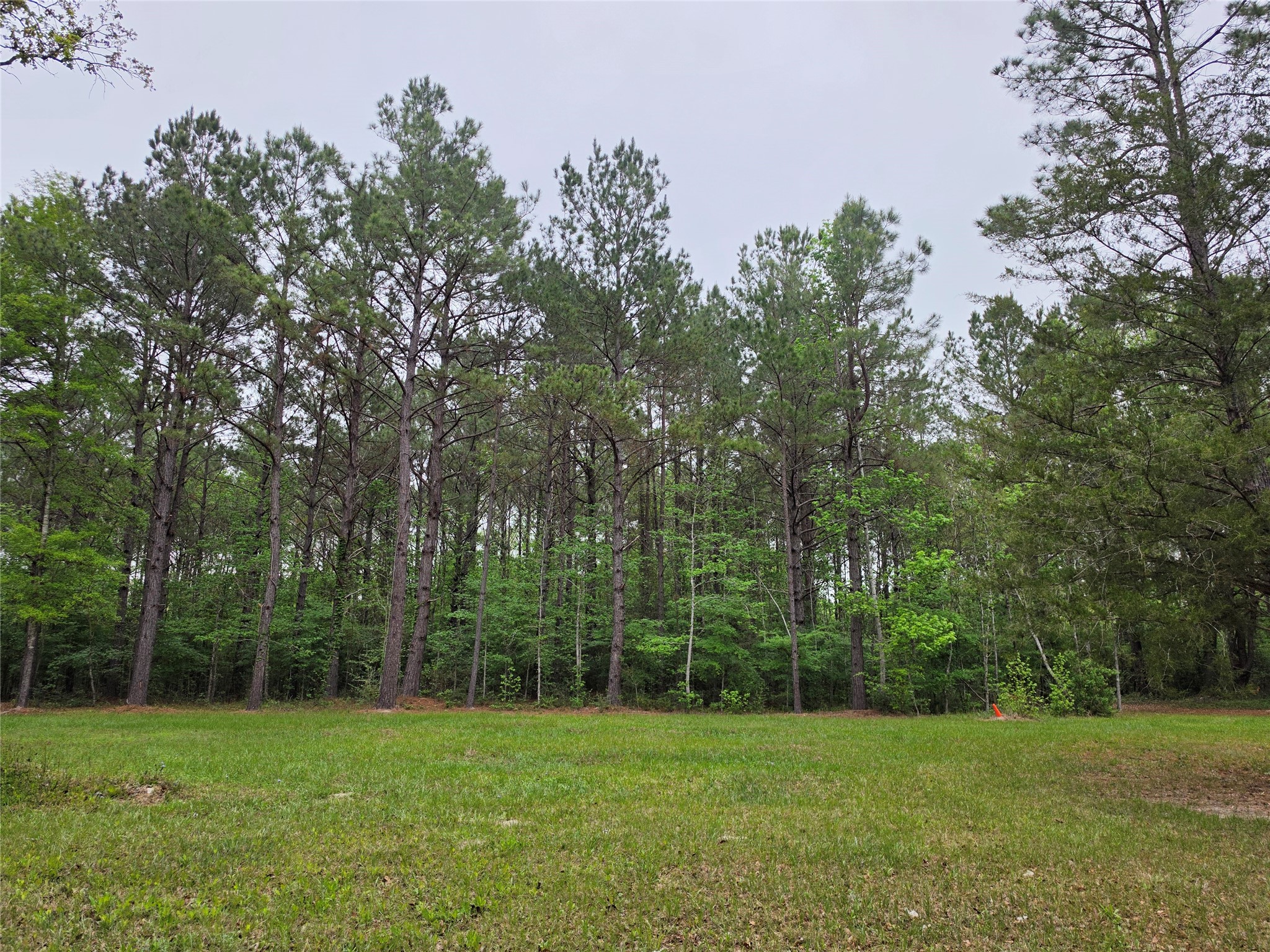 186 Blythe Road Lufkin, TX 75901 - Photo 7 of 29 a view of a grassy field with trees in the background