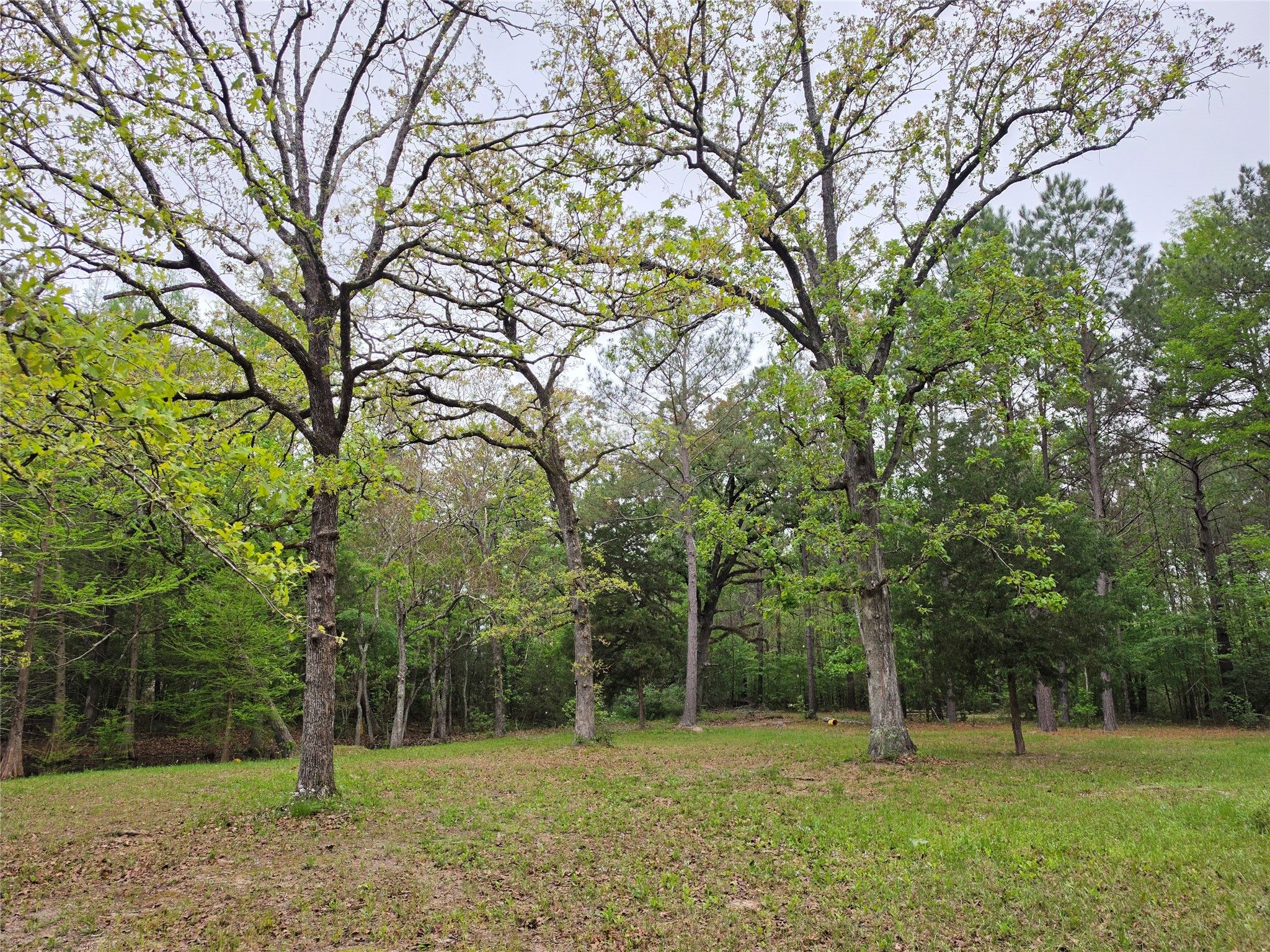 186 Blythe Road Lufkin, TX 75901 - Photo 8 of 29 a backyard of a house with lots of trees