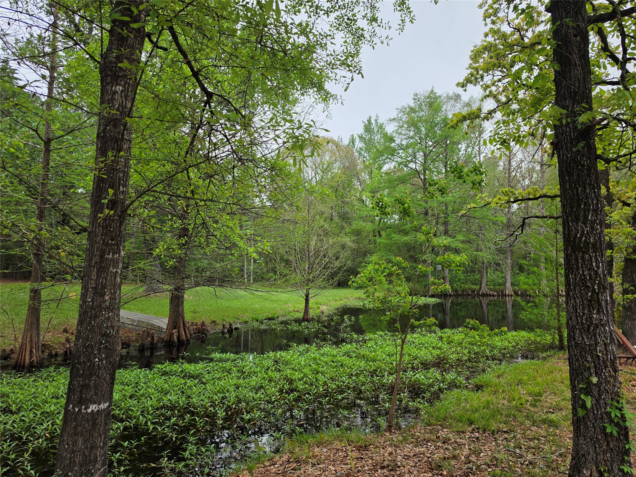 186 Blythe Road Lufkin, TX 75901 - Photo 9 of 29 a view of a garden with a tree