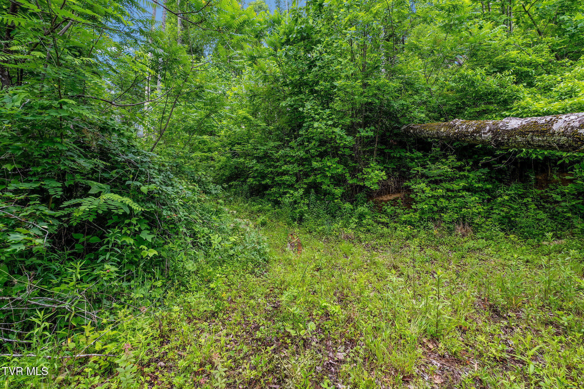 Tbd Walnut Mountain Road Butler, TN 37640 - Photo 34 of 36 DSC04478