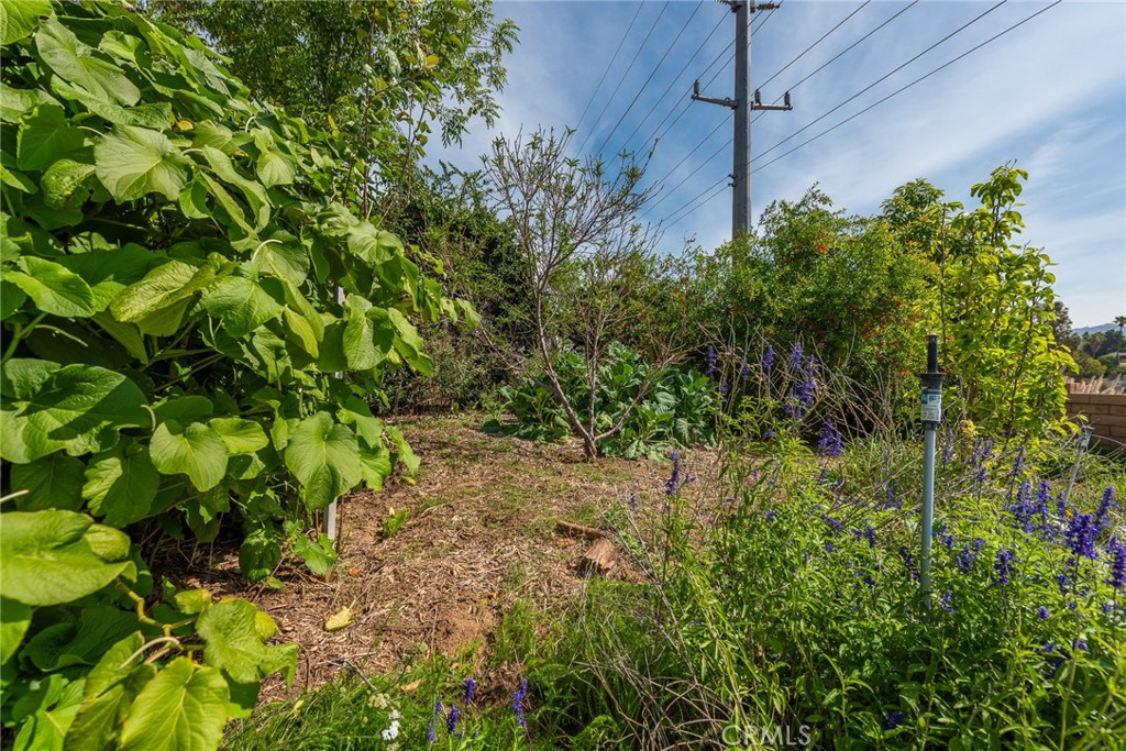 3208 Gibraltar Dr. Riverside, CA 92506 - Photo 32 of 37 a view of a plant in a garden