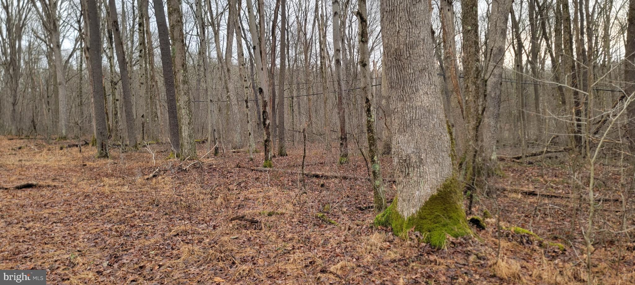 Camp Galilee Road Terra Alta, WV 26764 - Photo 7 of 40