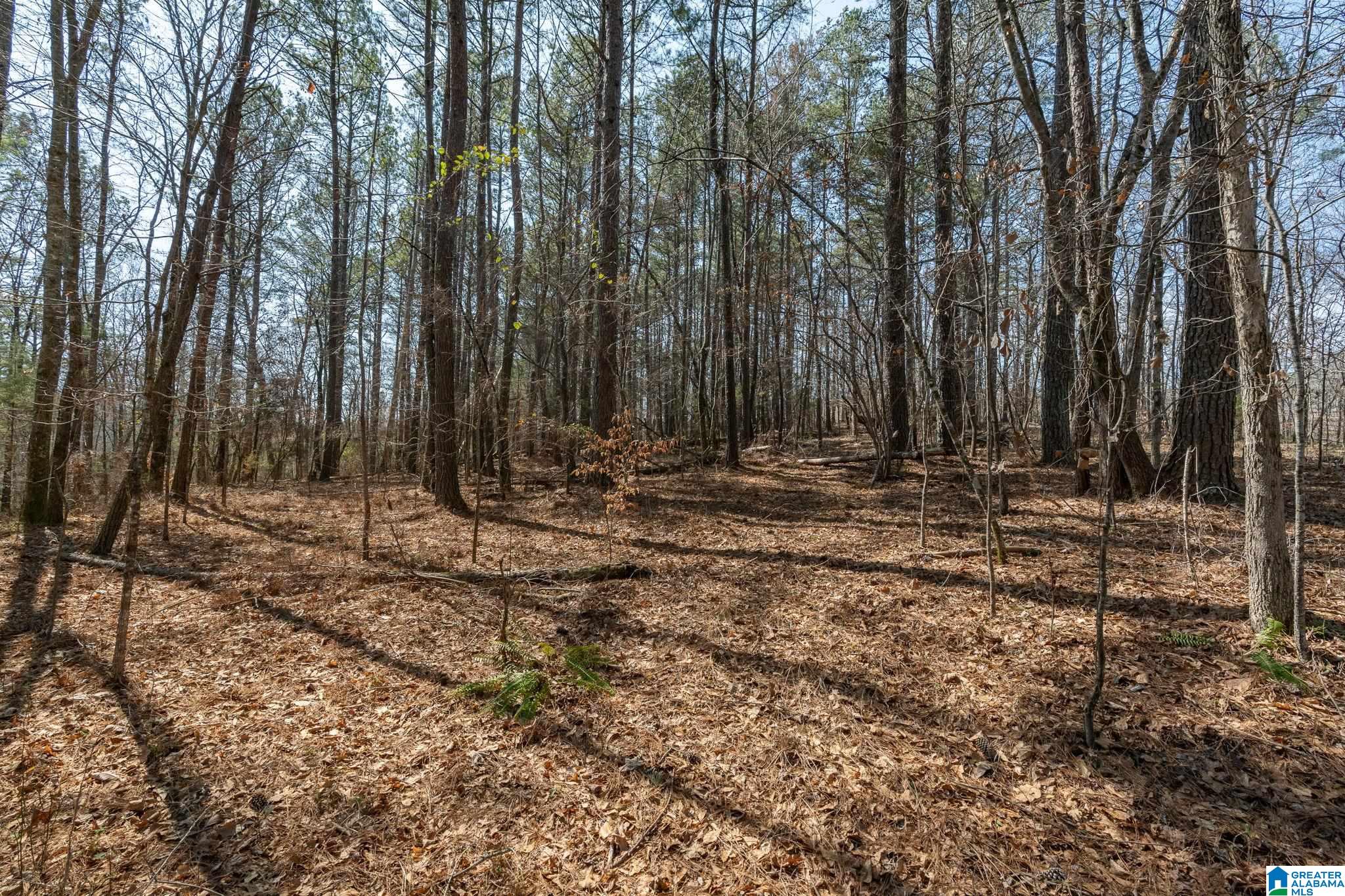 2050 Argo Margaret Road Odenville, AL 35120 - Photo 55 of 61