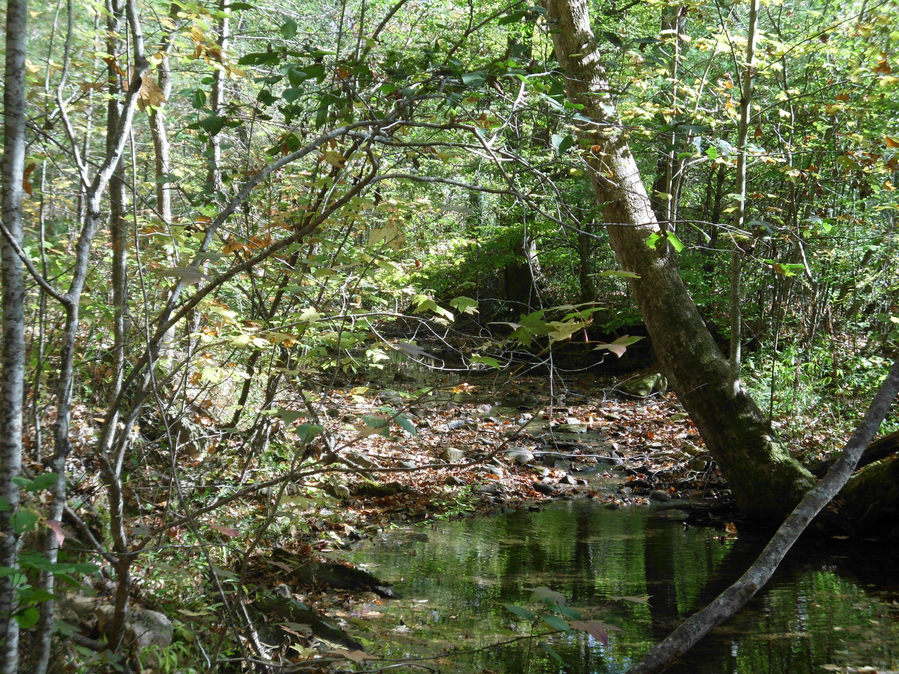 Smokey Run Road Tellico Plains, TN 37385 - Photo 1 of 16 SANY0079