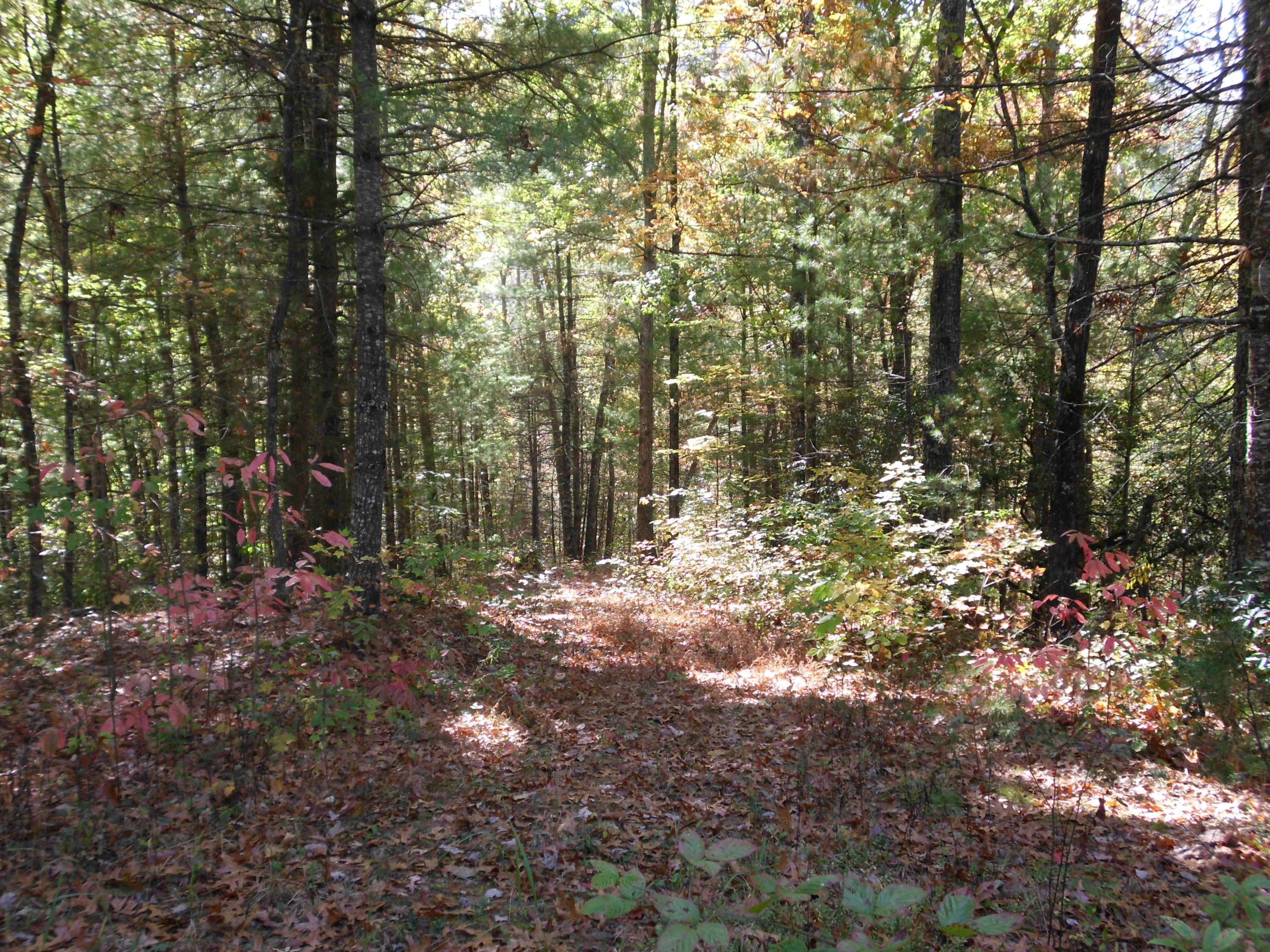 Smokey Run Road Tellico Plains, TN 37385 - Photo 14 of 16 SANY0088