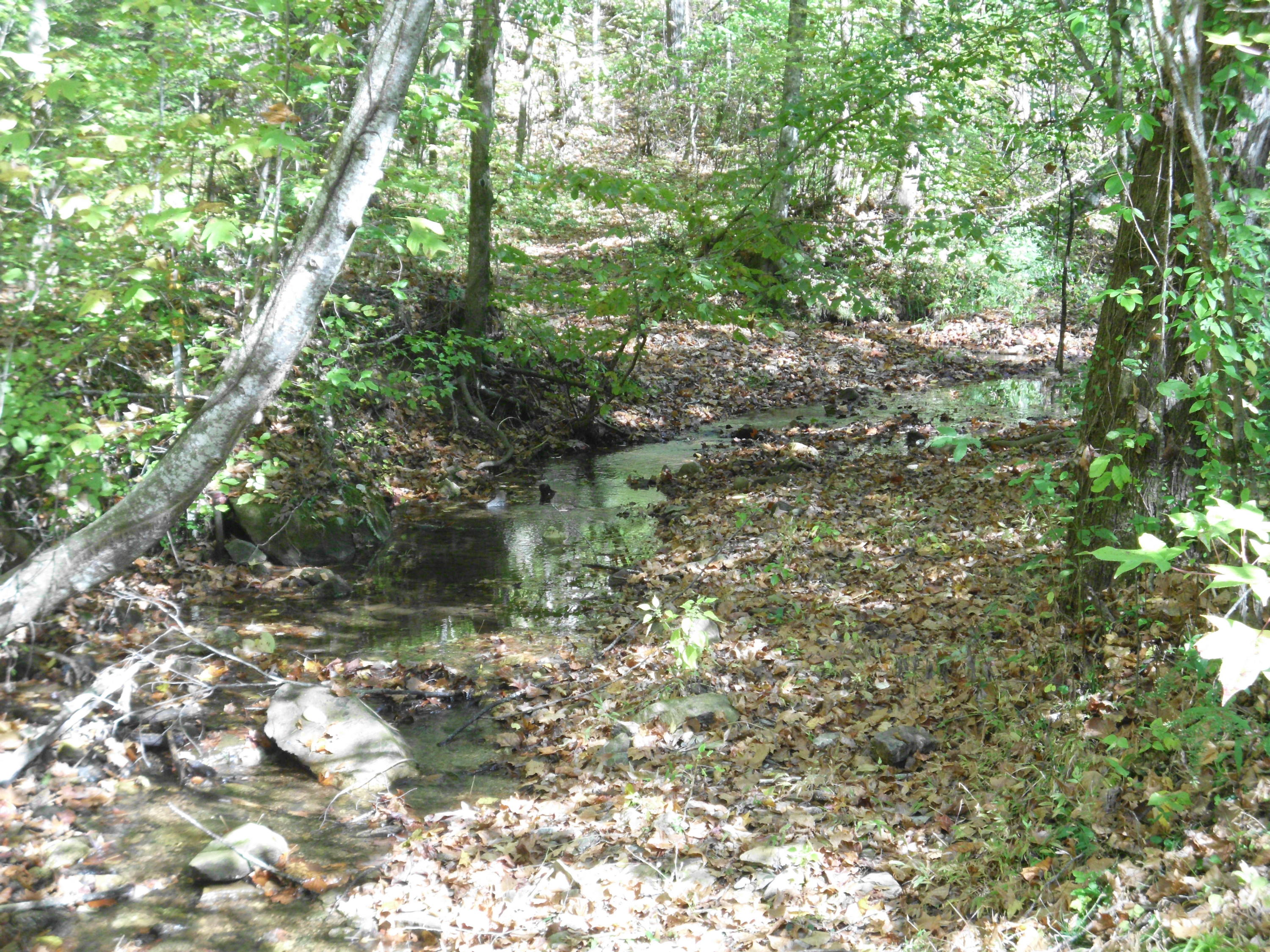 Smokey Run Road Tellico Plains, TN 37385 - Photo 4 of 16 SANY0077