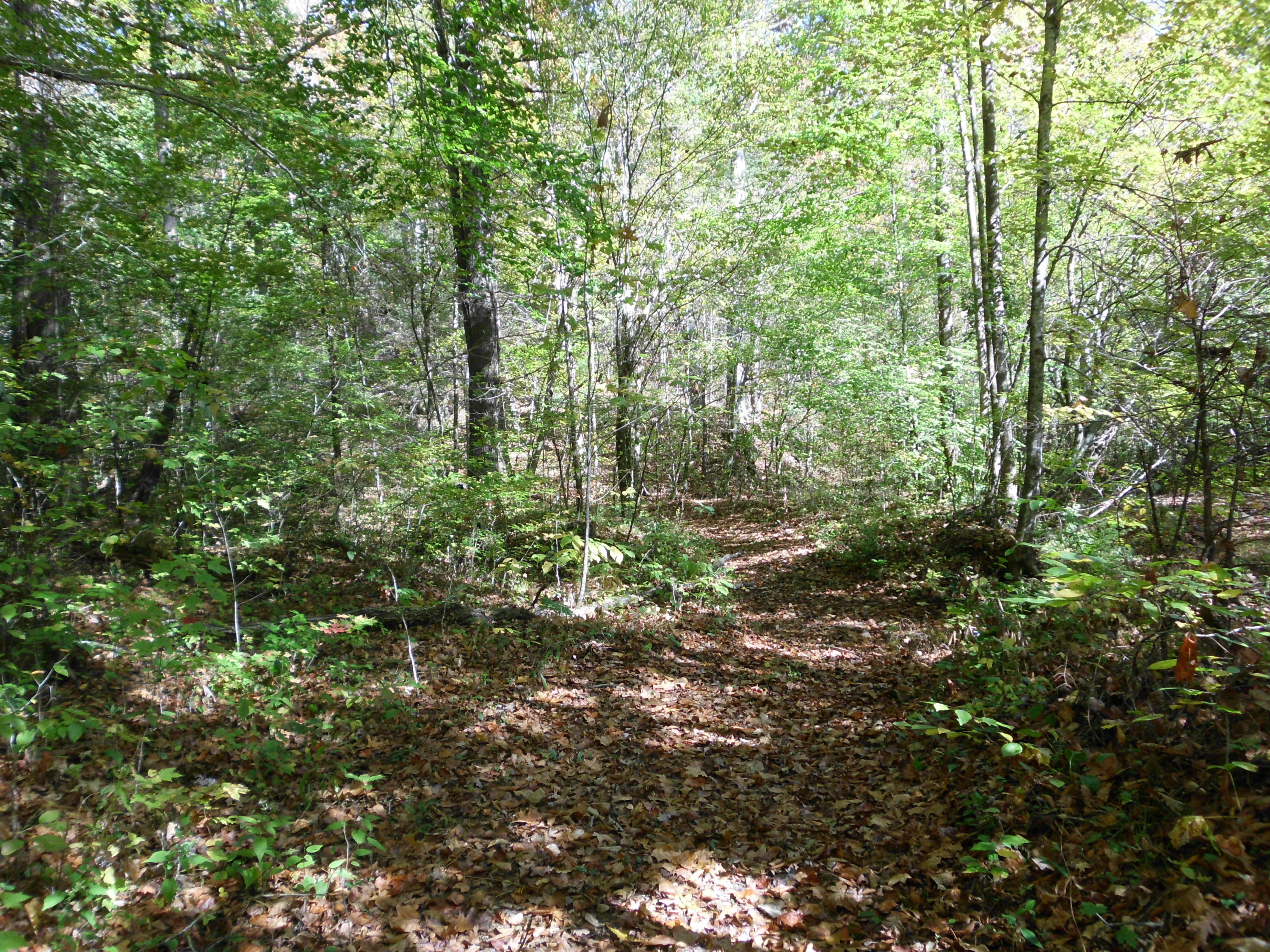 Smokey Run Road Tellico Plains, TN 37385 - Photo 5 of 16 SANY0078