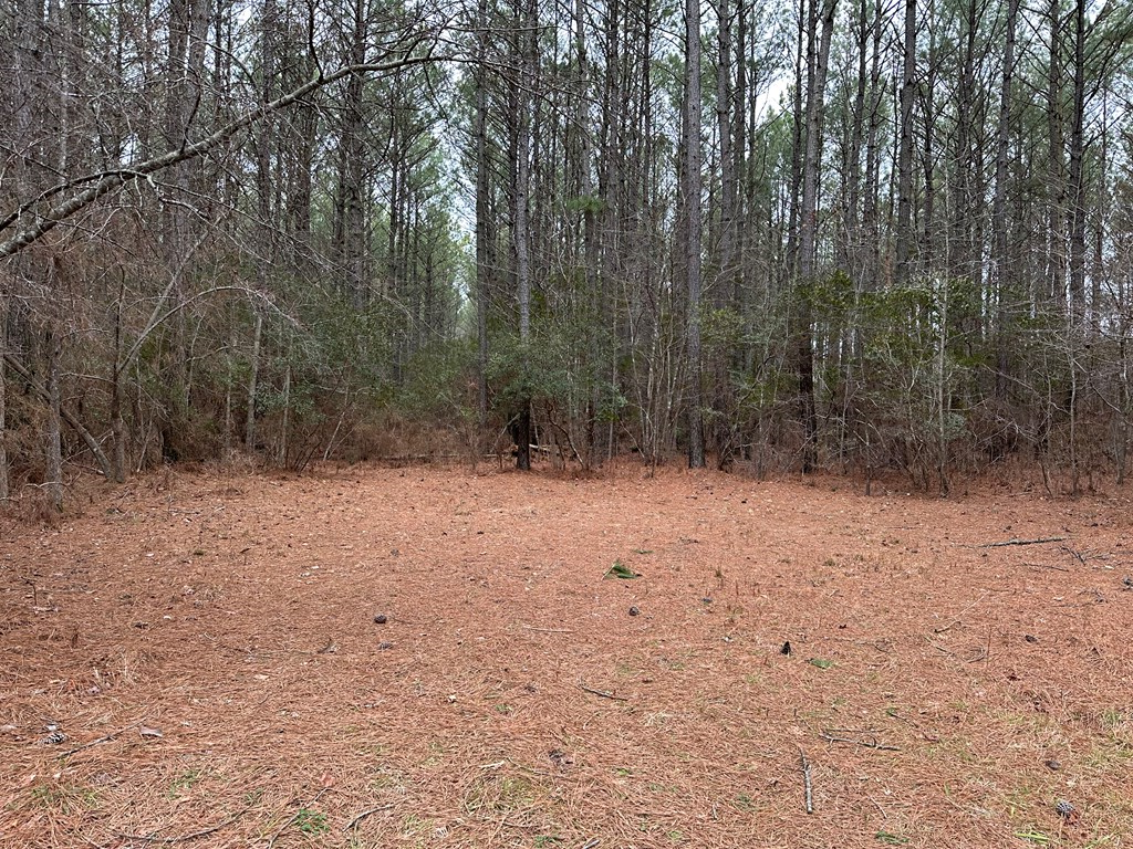16-acres Mt Nebo Road Onancock, VA 23417 - Photo 2 of 9