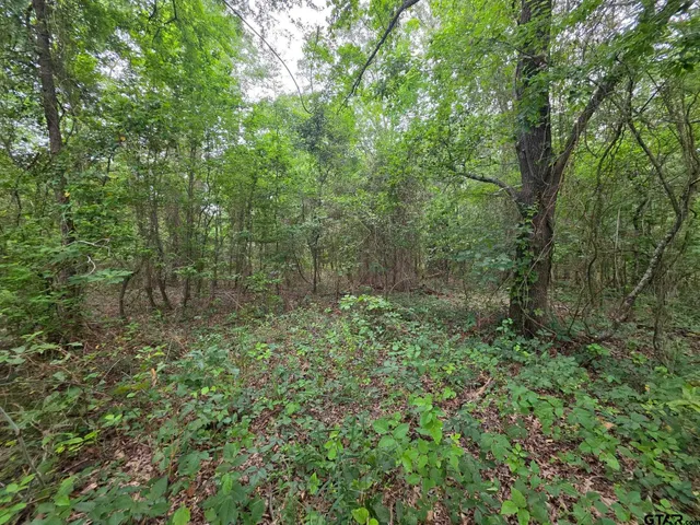 a view of a lush green forest