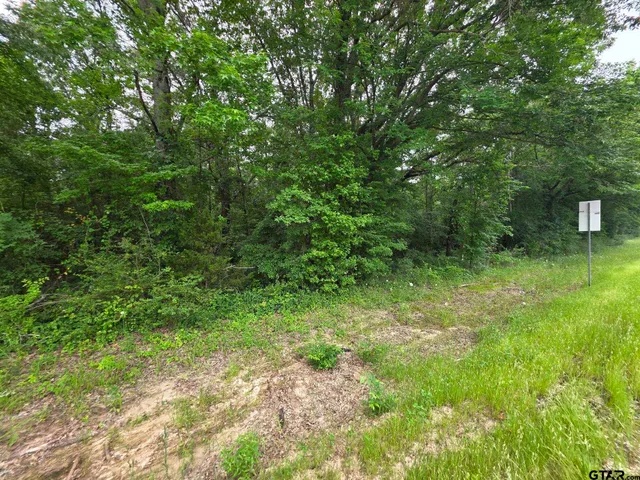 a view of a lush green forest