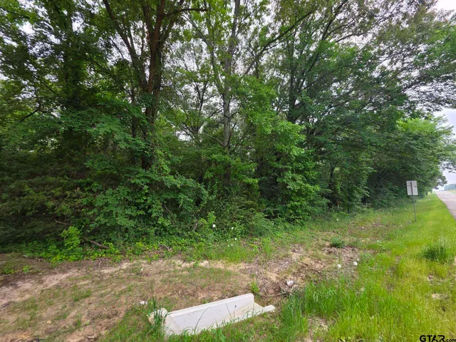 a view of a yard with plants and large trees