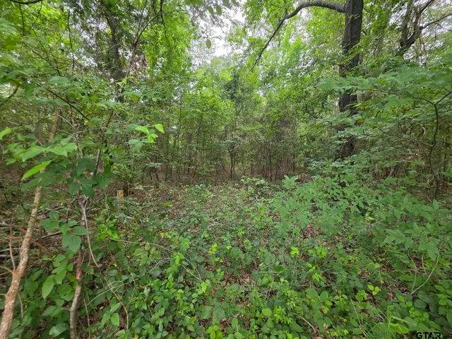 a view of a lush green forest