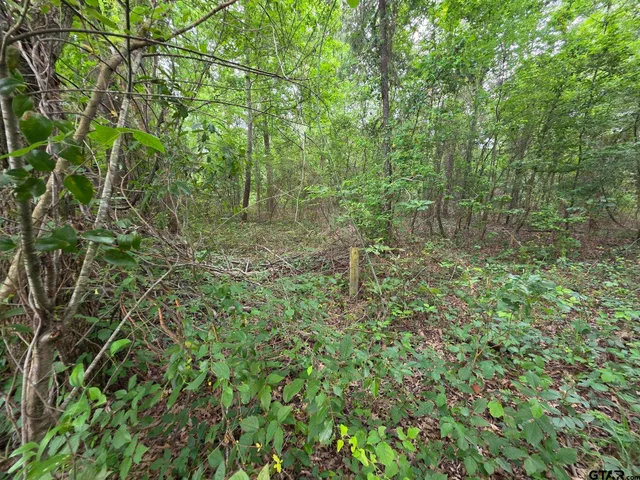 a view of a forest with a tree