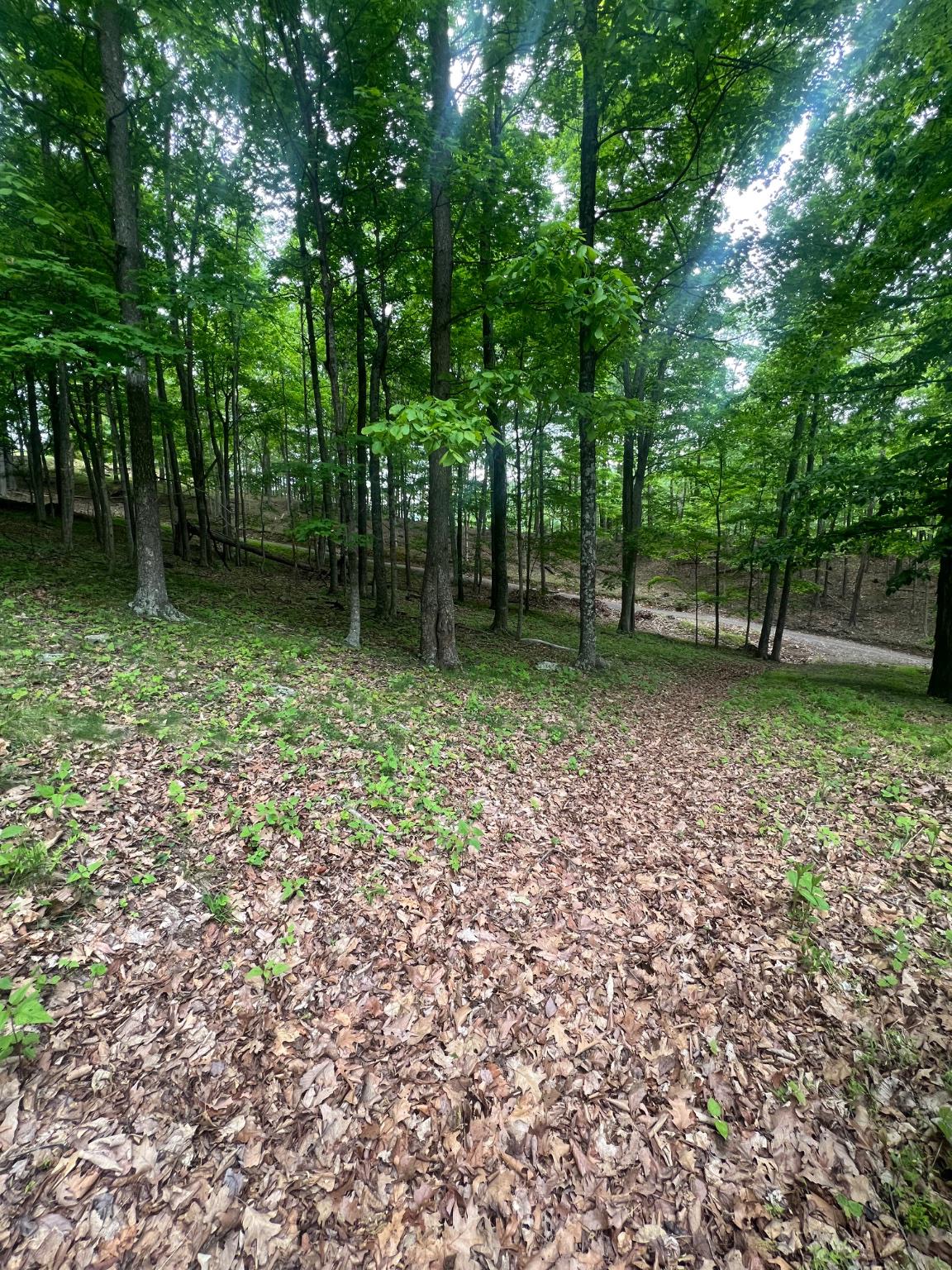 Edgar Lane Upper Tract, WV 26866 - Photo 3 of 22 Driveway access into the cleared homesite area.