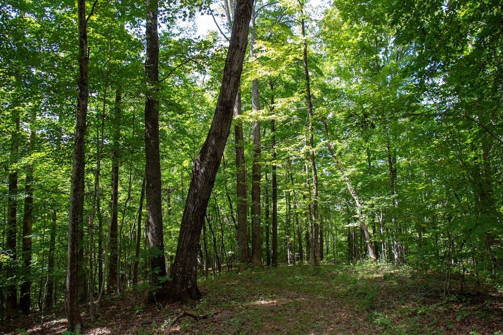 South County Line Road Patrick Springs, VA 24133 - Photo 49 of 54 Gallery Image 49