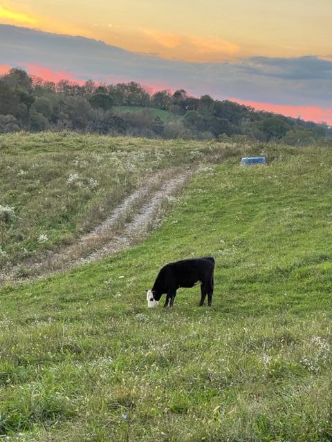 4037 Howards Mill Road Mount Sterling, KY 40353 - Photo 24 of 26 b1