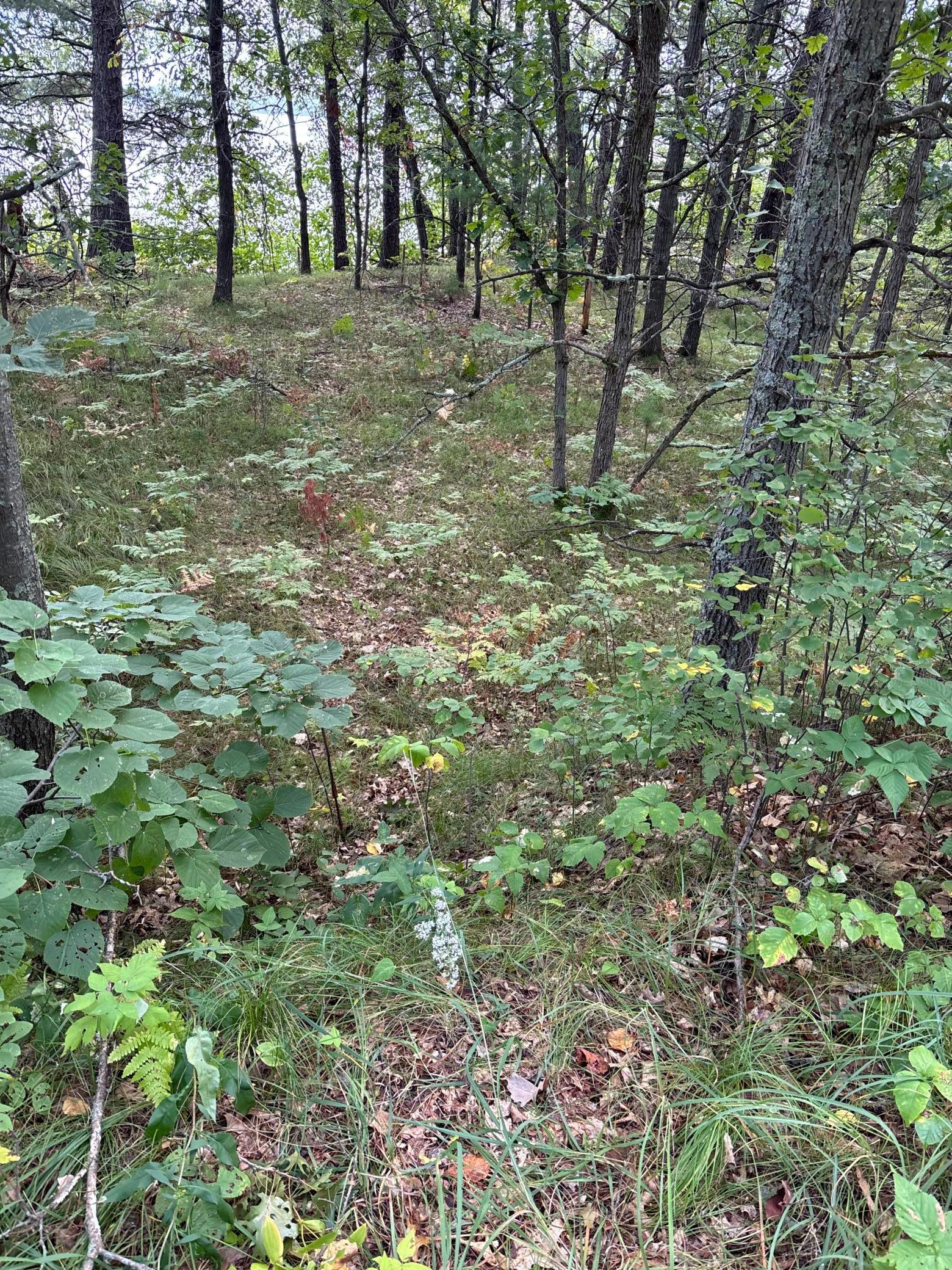 Lot 77 Airport Road Breezy Point, MN 56472 - Photo 3 of 4