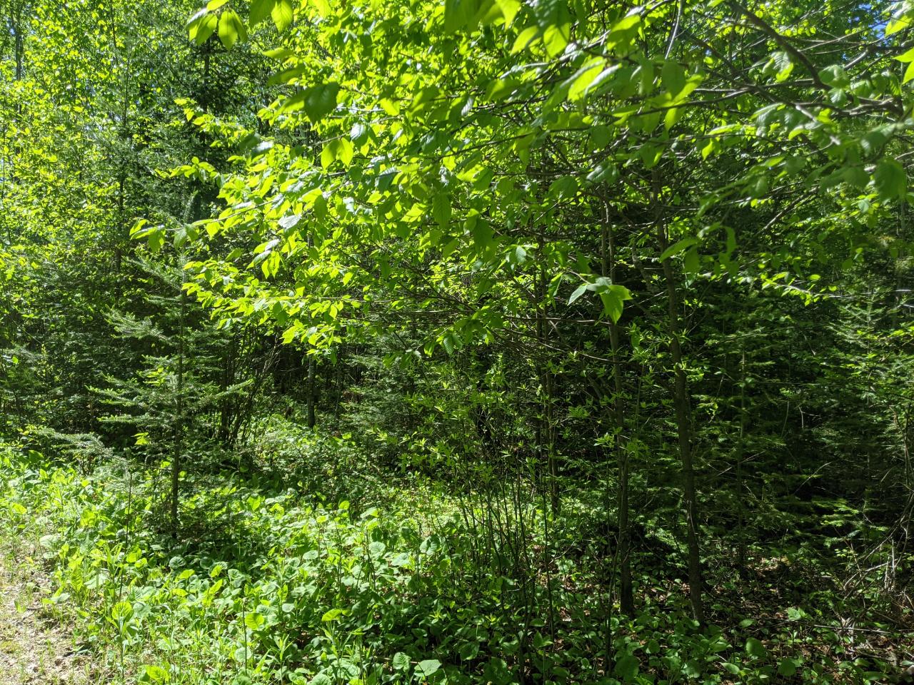 N14549 Boruta Road Park Falls, WI 54552 - Photo 20 of 24 Gallery Image 20