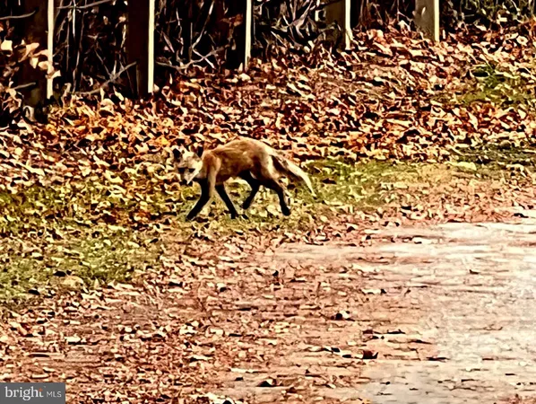 a view of a yard with plants and trees