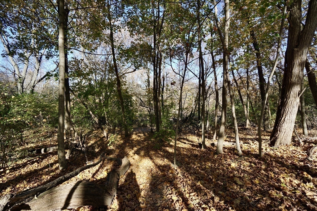 2 Thaxter Road Newton, MA 02460 - Photo 29 of 36 a view of outdoor space