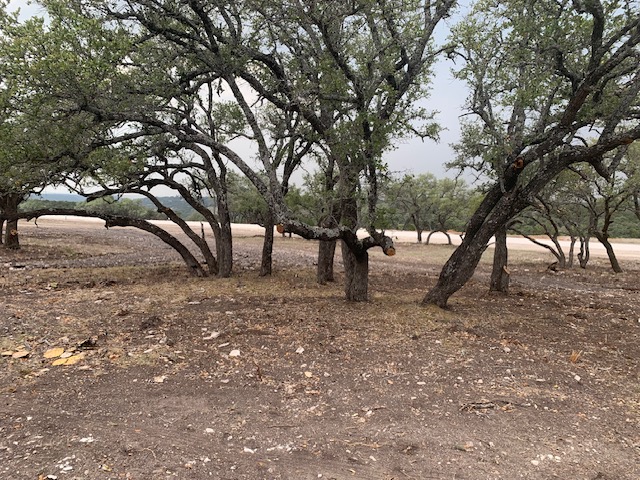 14 Seven Spgs Drive Junction, TX 76849 - Photo 11 of 11 a view of some trees in the forest