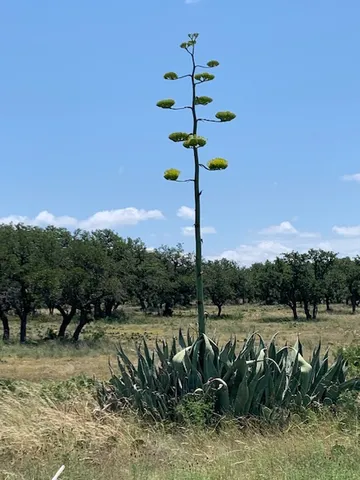 a view of a lake with a tree in the background