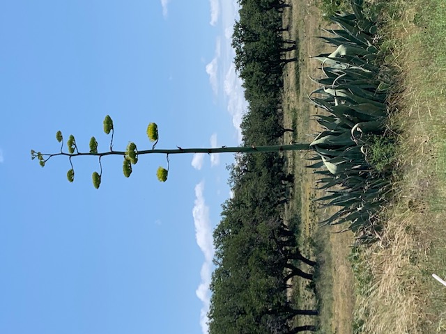 14 Seven Spgs Drive Junction, TX 76849 - Photo 7 of 11 a view of a lake with a tree in the background