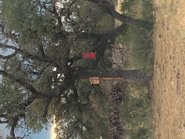 14 Seven Spgs Drive Junction, TX 76849 - Photo 10 of 11 a backyard of a house with lots of green space