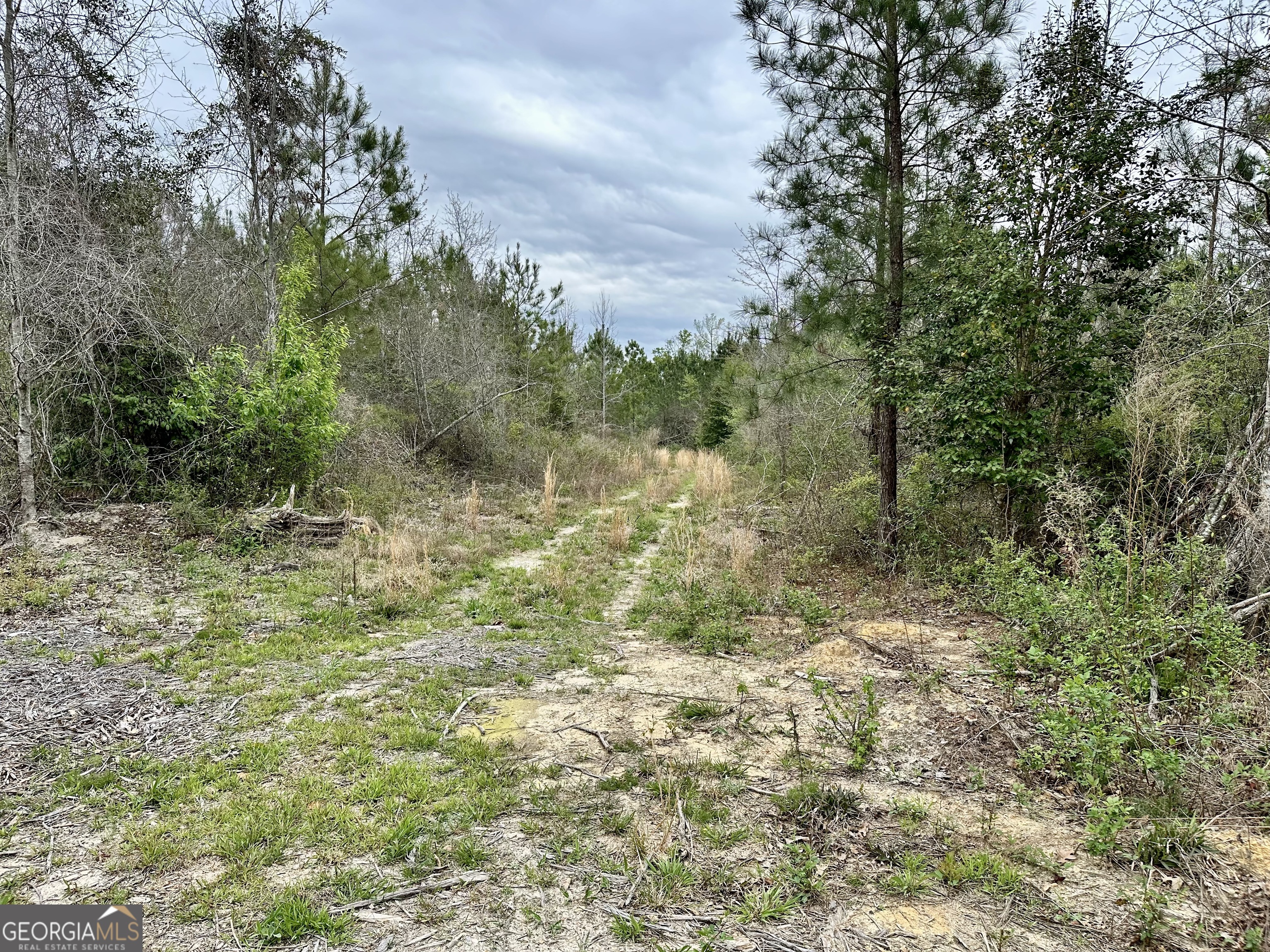 1976 Rock Springs Road Dublin, GA 31021 - Photo 2 of 13 a view of a forest with a tree