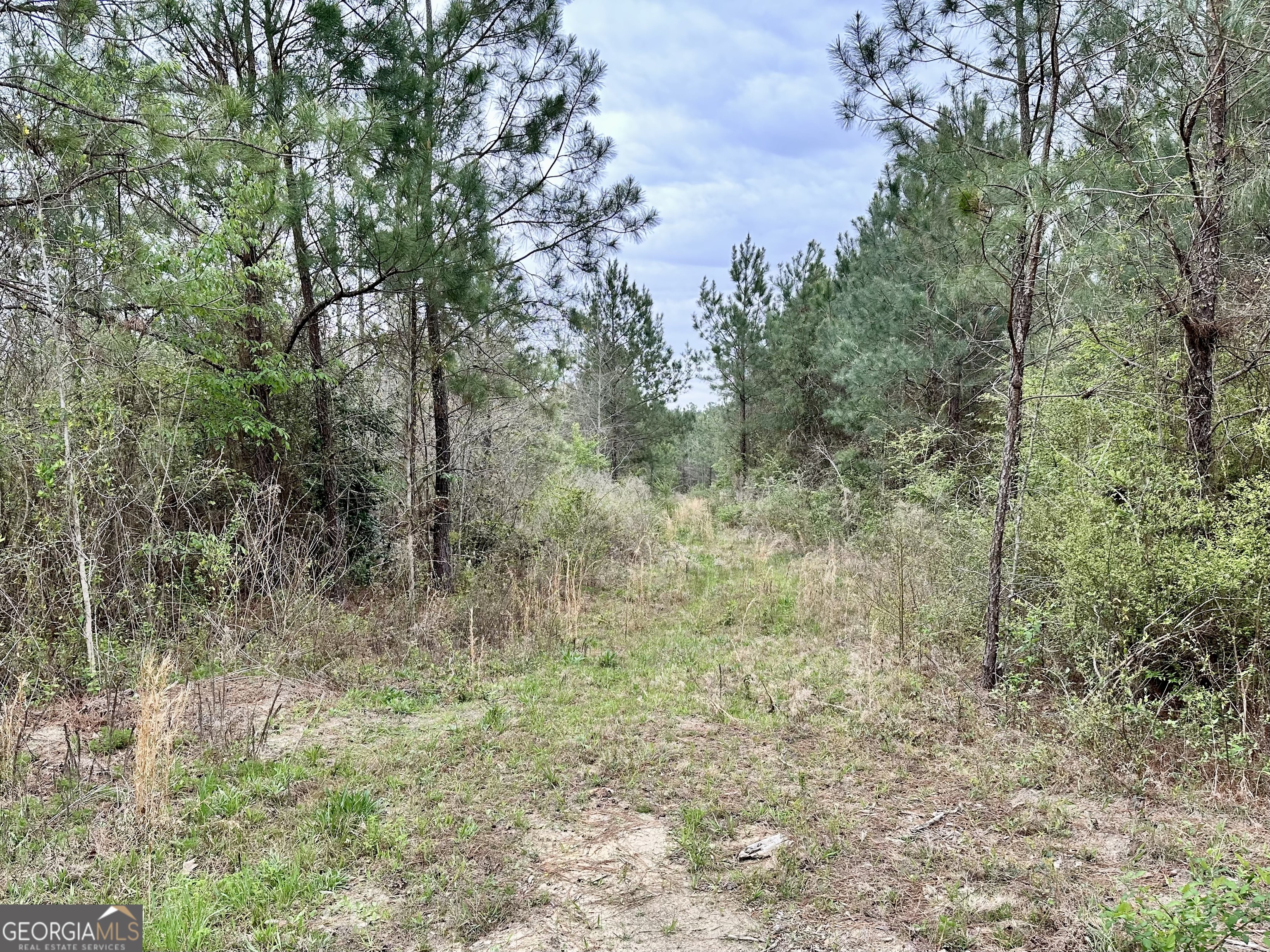 1976 Rock Springs Road Dublin, GA 31021 - Photo 8 of 13 a view of a forest with trees in the background