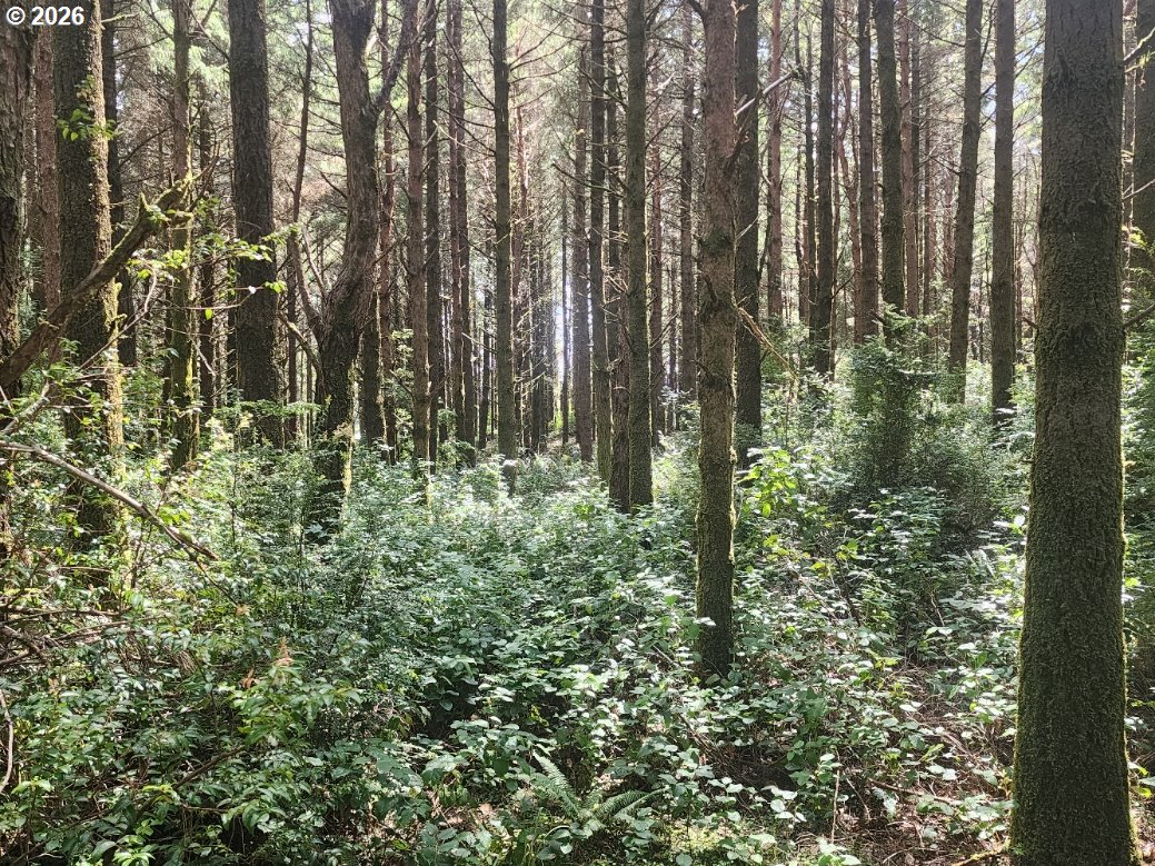 Cemetery Loop Road, Unit 2300 Port Orford, OR 97465 - Photo 4 of 6