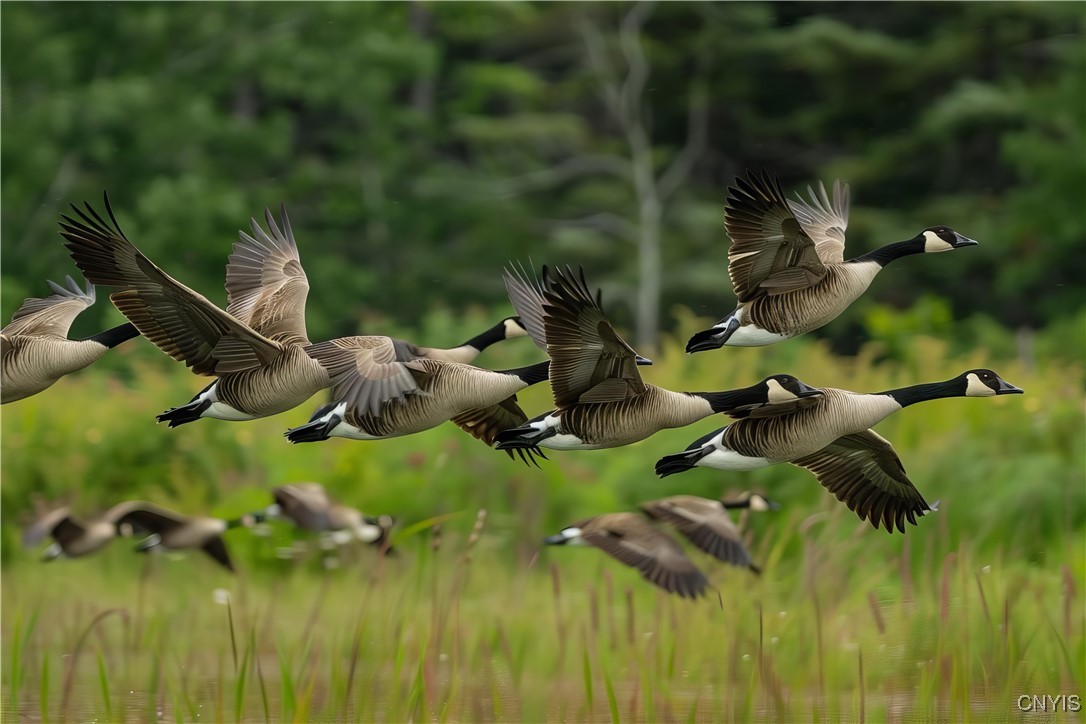 2394 River Road Cato, NY 13166 - Photo 14 of 33