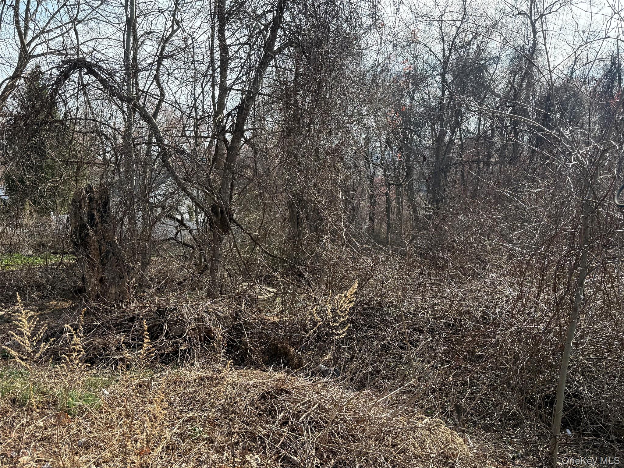 99 North Brewster Road Brewster, NY 10509 - Photo 3 of 3 a view of a dry yard with trees