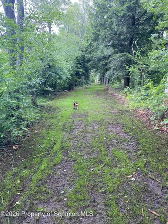 a view of a green field with lots of bushes