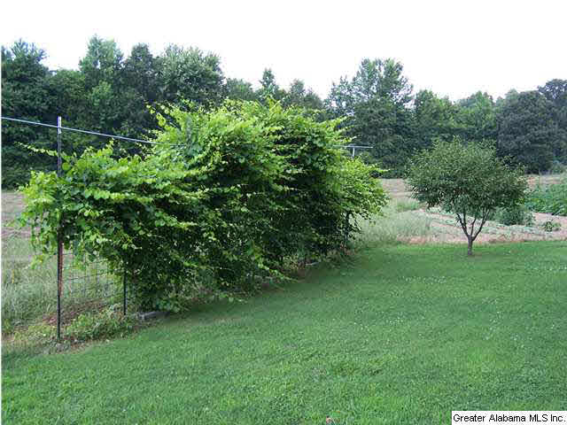 2066 Zion Hill Road Horton, AL 35980 - Photo 13 of 32