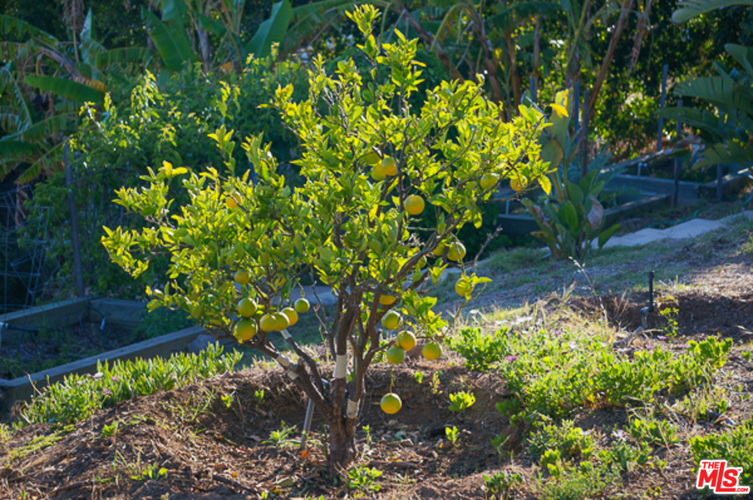 31223 Bailard Road Malibu, CA 90265 - Photo 30 of 38