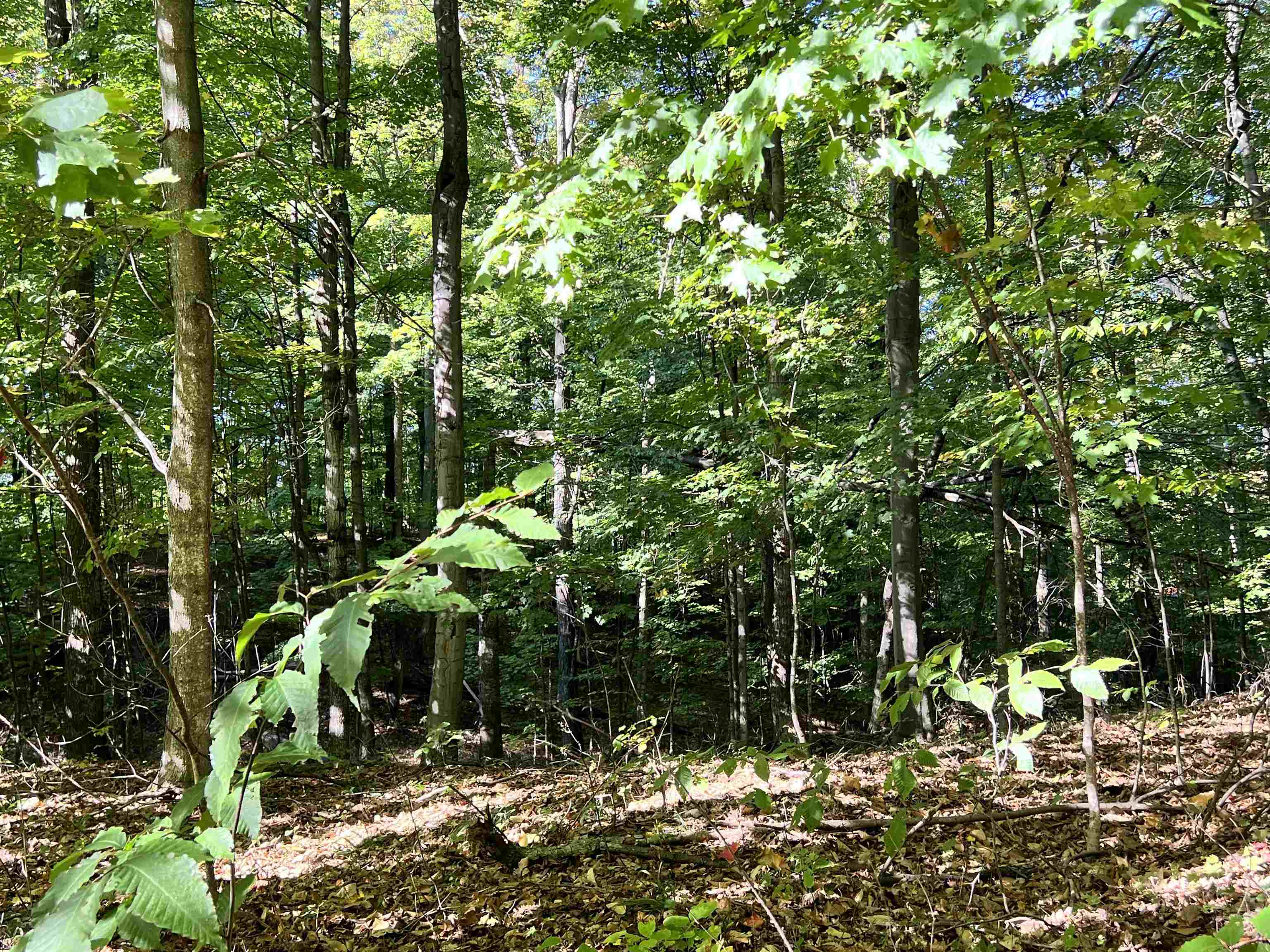 9188 Ruttan Road Northwest, Unit LOT: 9&10 Alden, MI 49612 - Photo 22 of 29