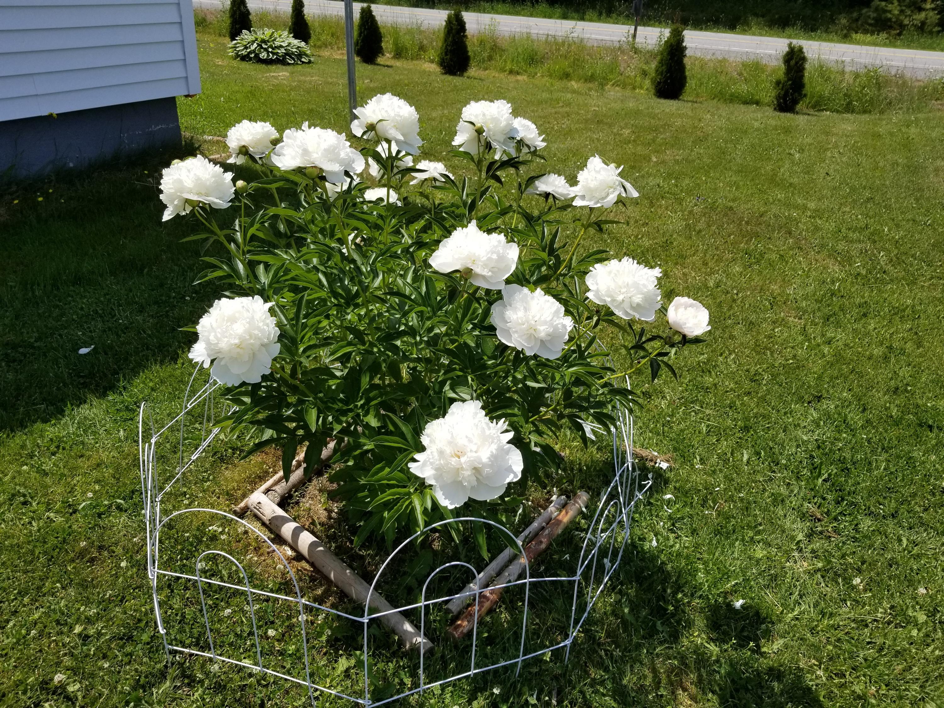 1715 Main Road Enfield, ME 04493 - Photo 26 of 37 FLowers