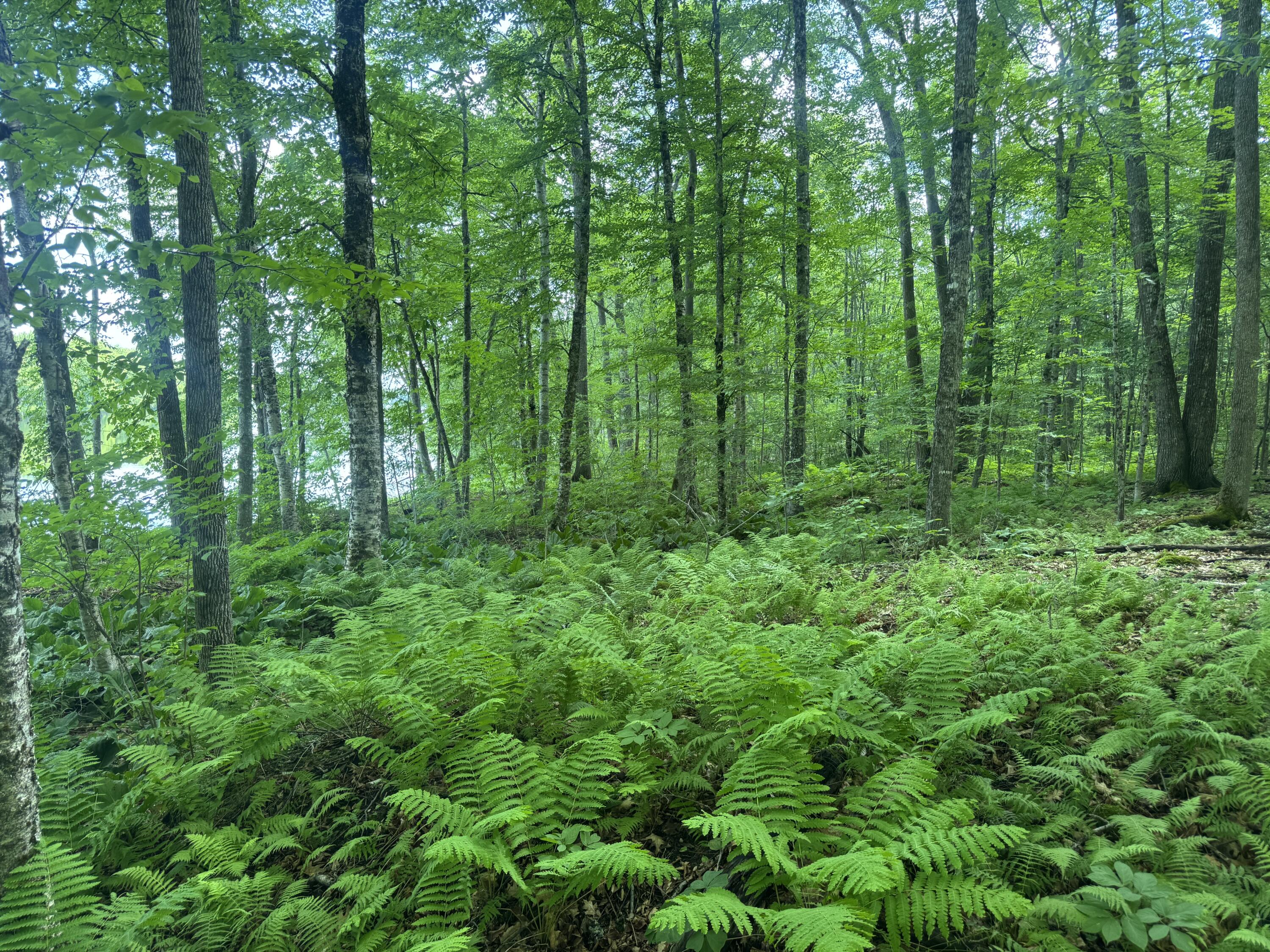 154 Highway 2 Kingman, ME 04451 - Photo 6 of 25 IMG_0128