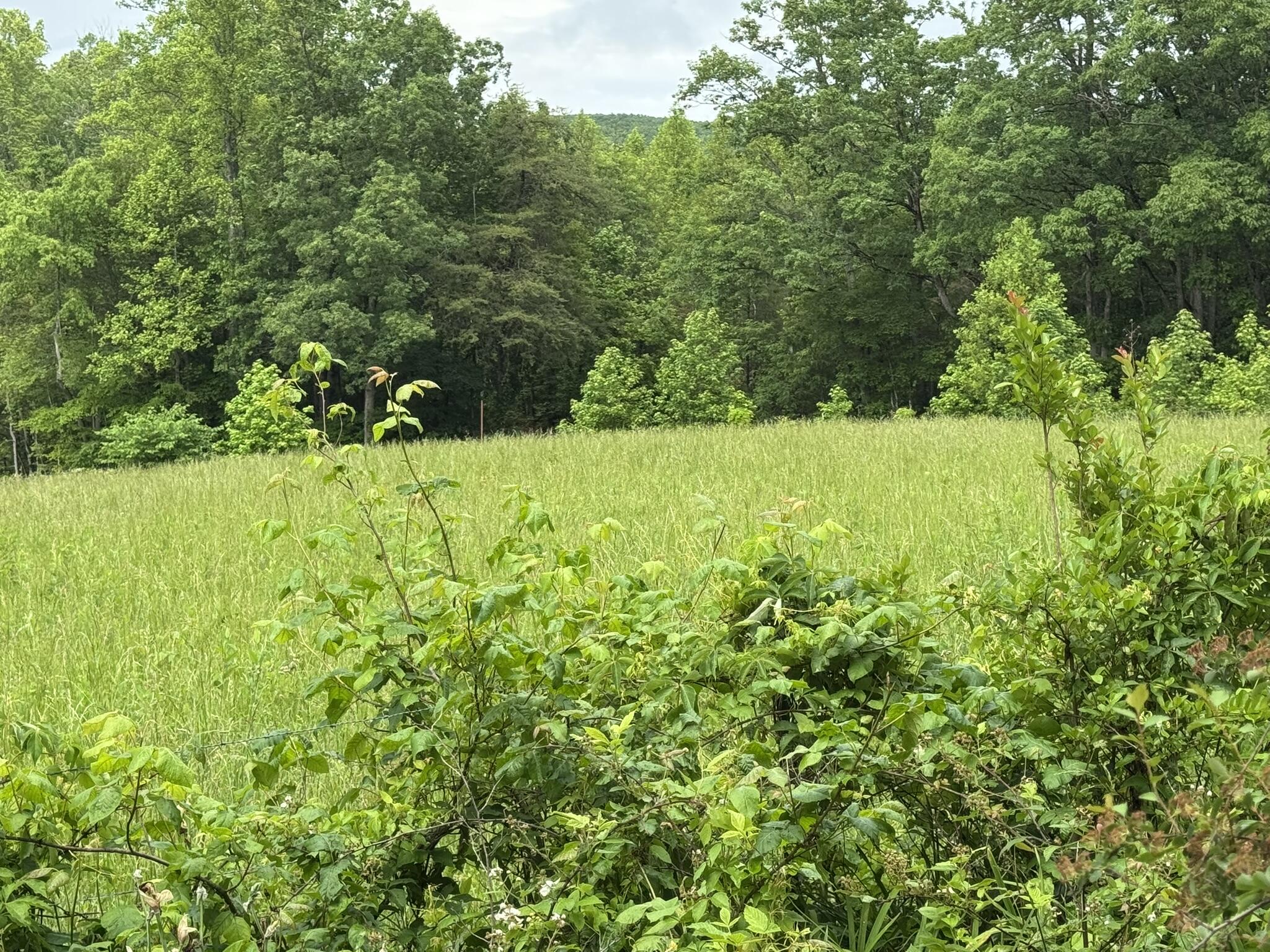 2745 Old Quarry Road Bassett, VA 24055 - Photo 42 of 66 IMG_6270