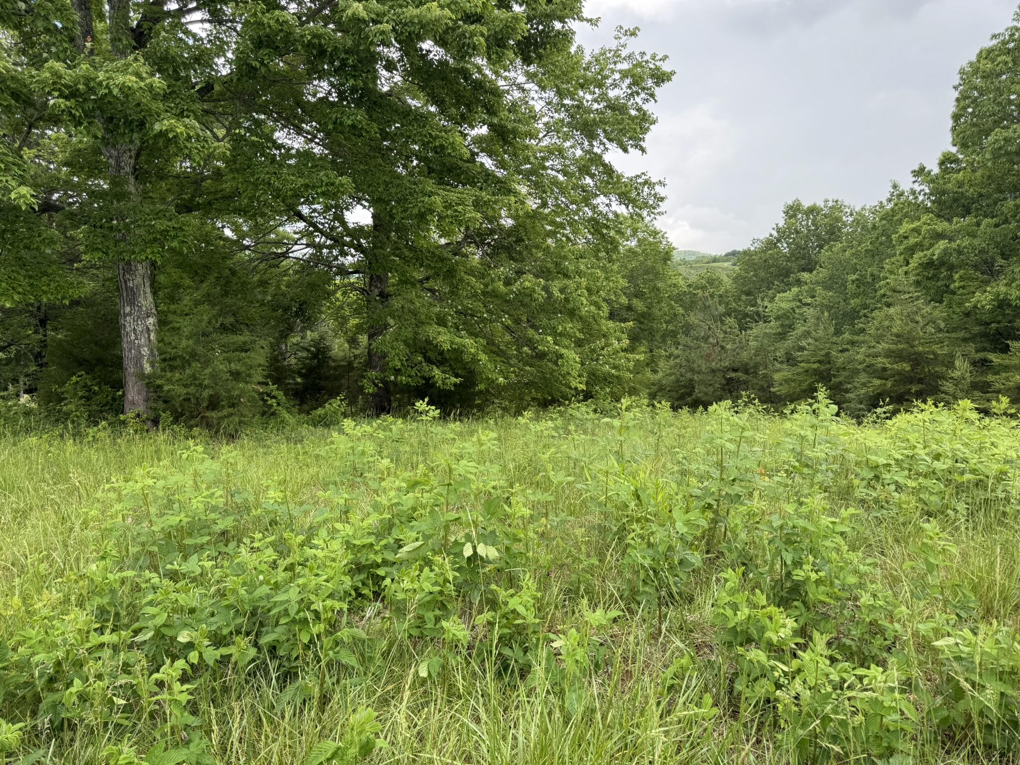 2745 Old Quarry Road Bassett, VA 24055 - Photo 51 of 66 IMG_6282