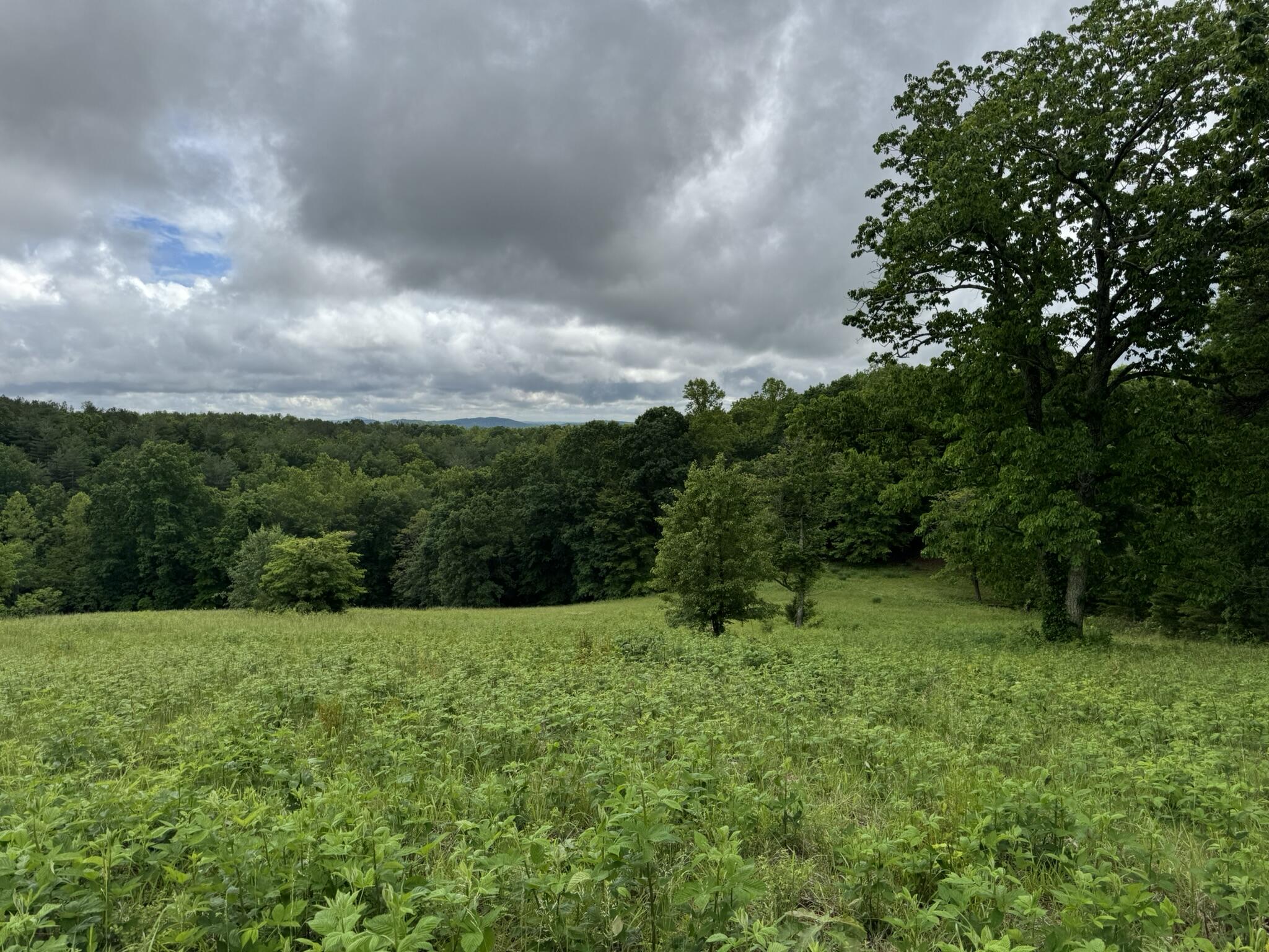 2745 Old Quarry Road Bassett, VA 24055 - Photo 53 of 66 IMG_6285