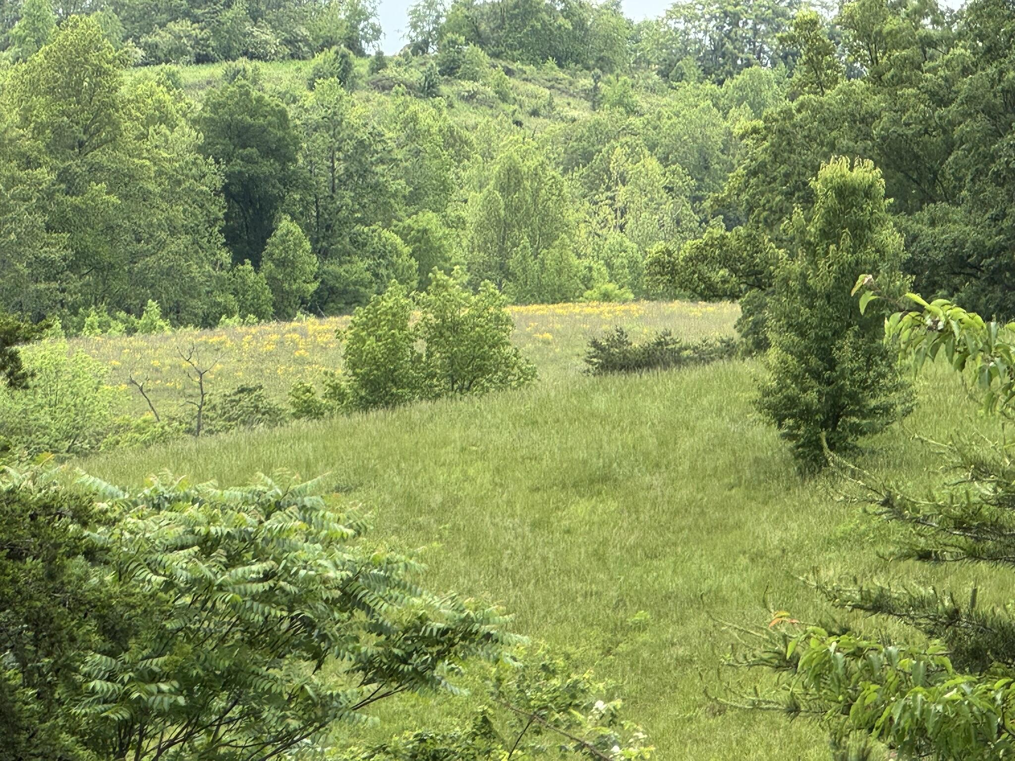 2745 Old Quarry Road Bassett, VA 24055 - Photo 60 of 66 IMG_6293