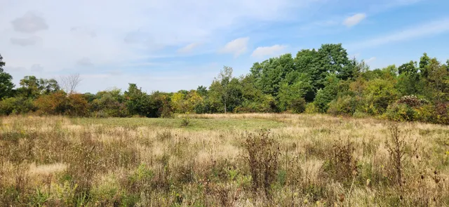 a view of yard with green space