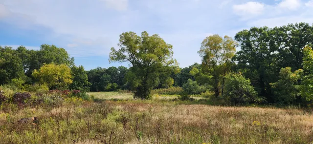a view of a yard with a tree