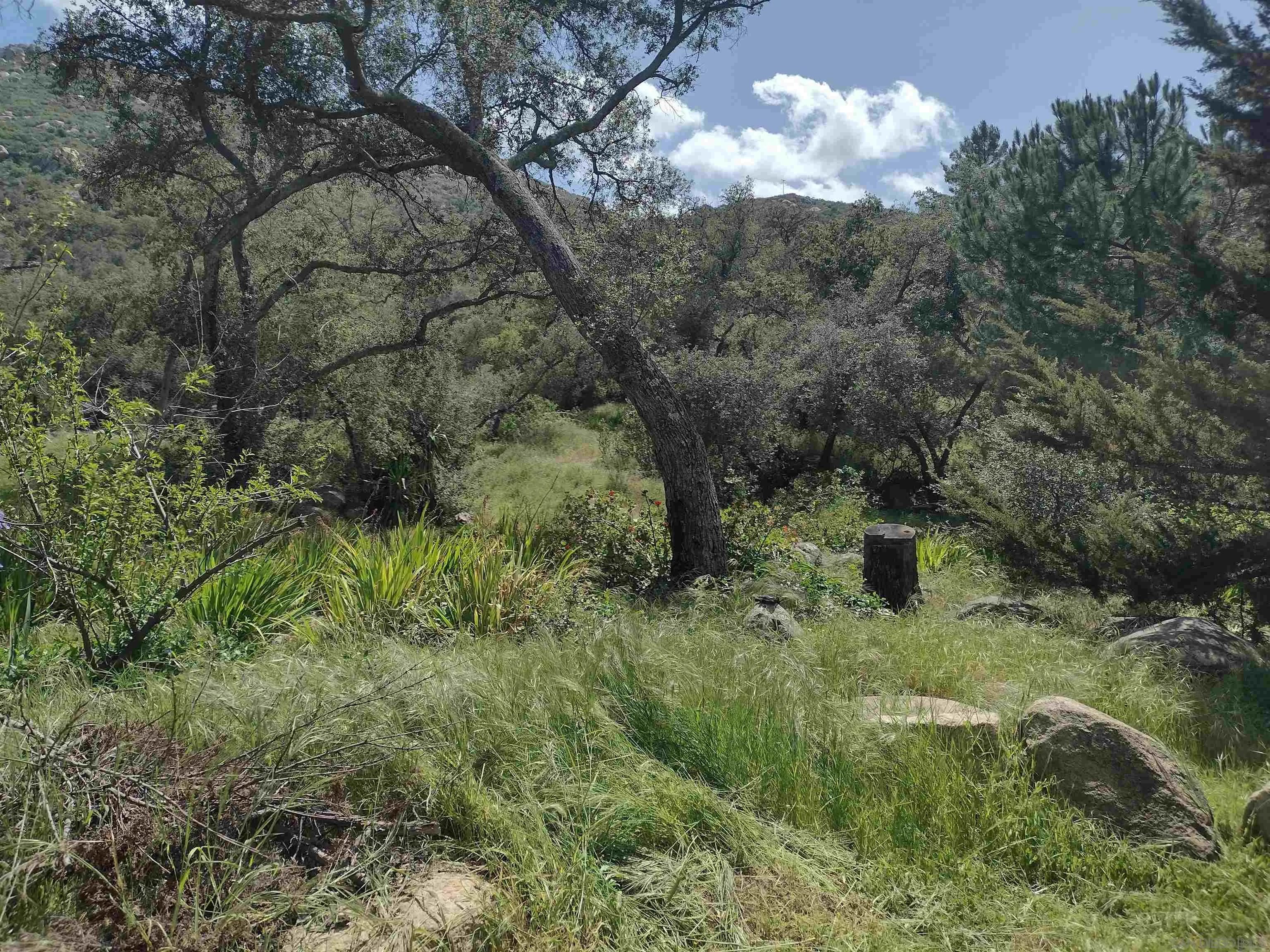 17661 Lyons Valley Road Jamul, CA 91935 - Photo 18 of 50 a view of a yard in a forest