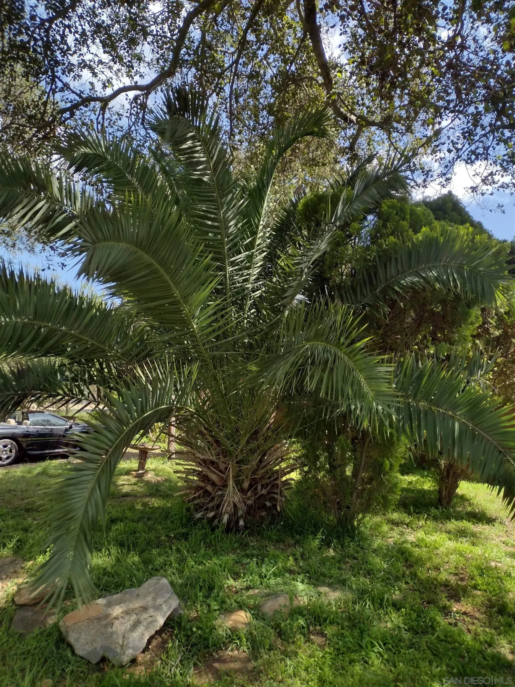 17661 Lyons Valley Road Jamul, CA 91935 - Photo 8 of 50 a backyard of a house with lots of green space